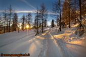 Nel bosco il primo caldo sole